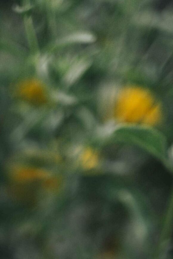 © Justine Robineau