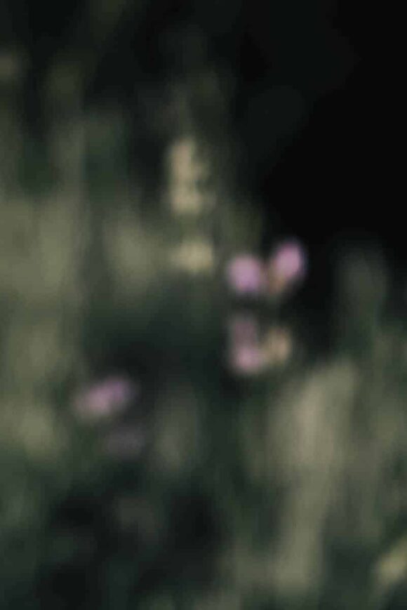 © Justine Robineau