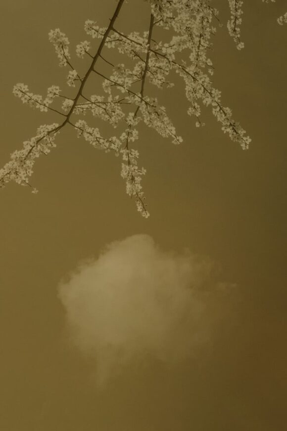 © Paul Cupido