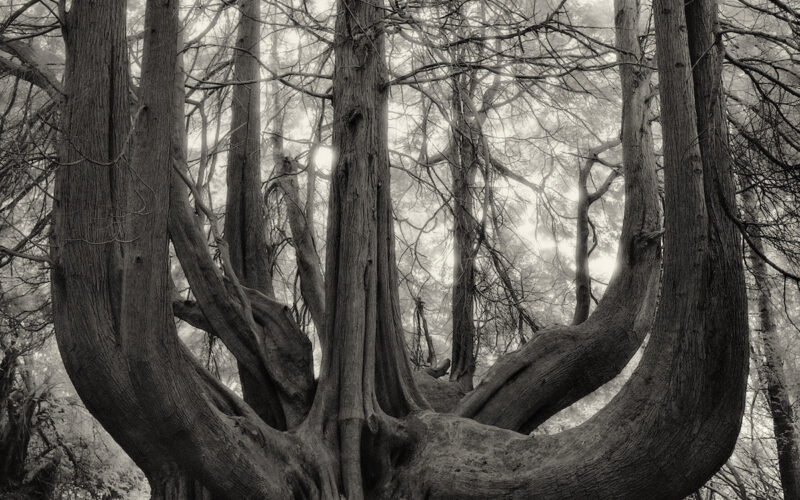 © Beth Moon